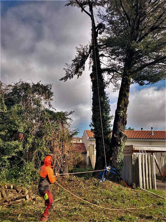 Un hombre está cortando un árbol con una motosierra.
