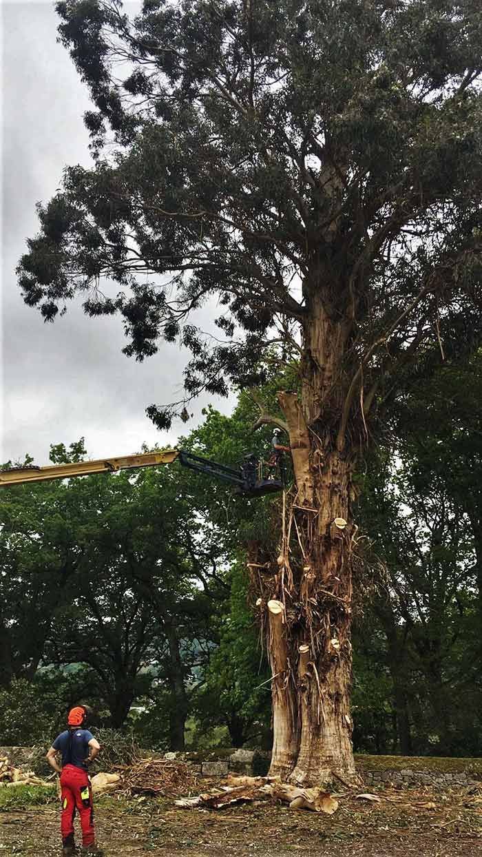 Un hombre está de pie junto a un gran árbol en un campo.