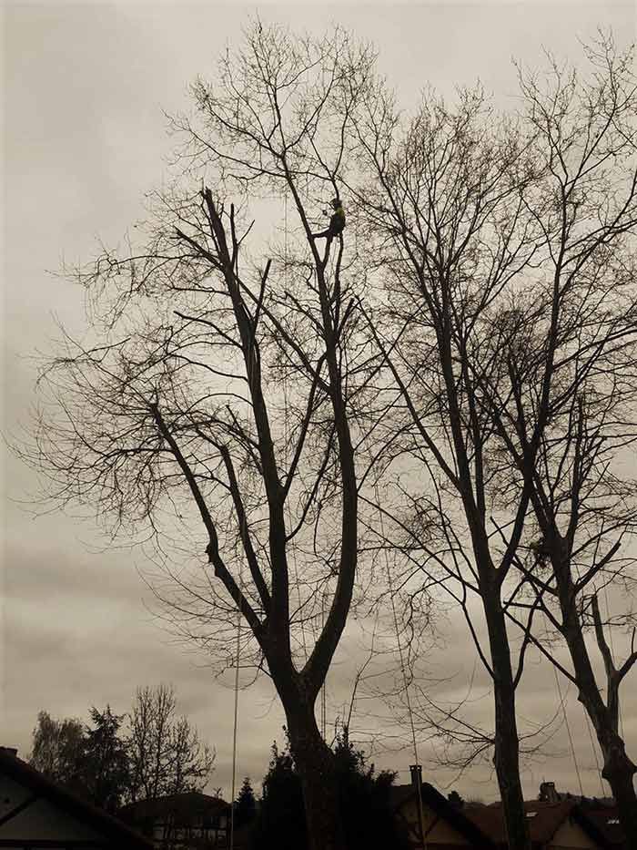 Una persona está cortando un árbol con una motosierra.