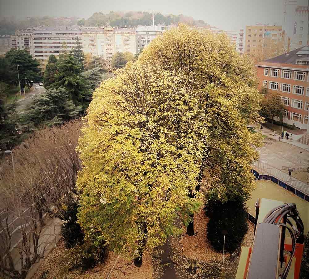 Una vista aérea de un parque con árboles y edificios al fondo.