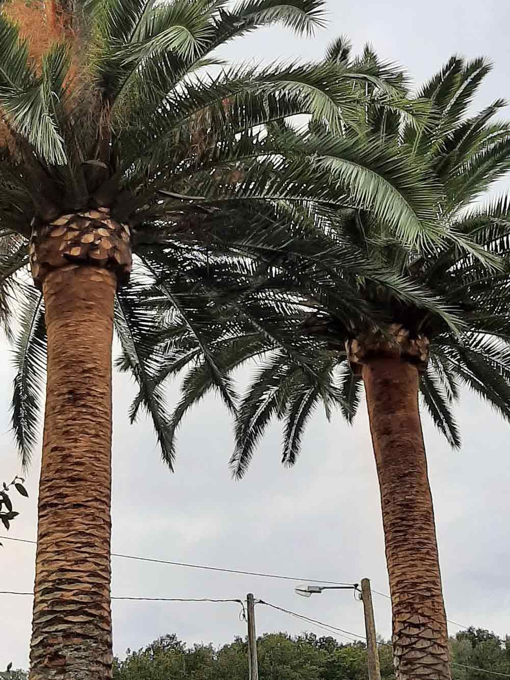 Dos palmeras están una al lado de la otra en un día nublado.