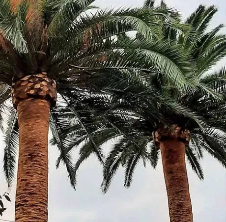 Una hilera de palmeras contra un cielo nublado