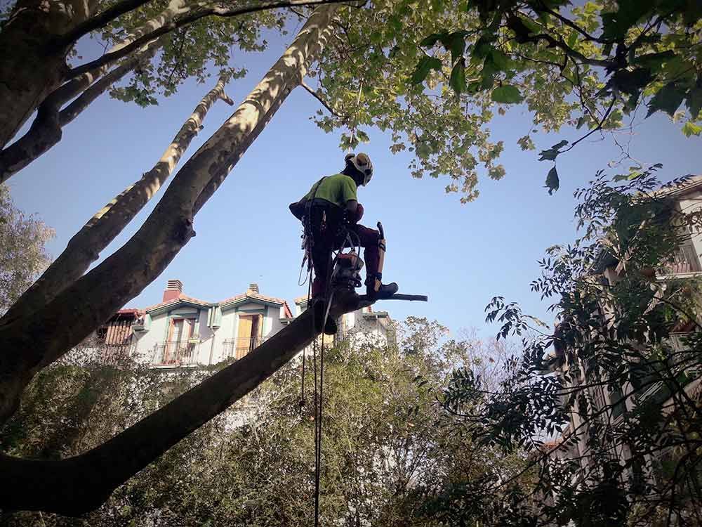 Un hombre está cortando una rama de árbol con una motosierra.