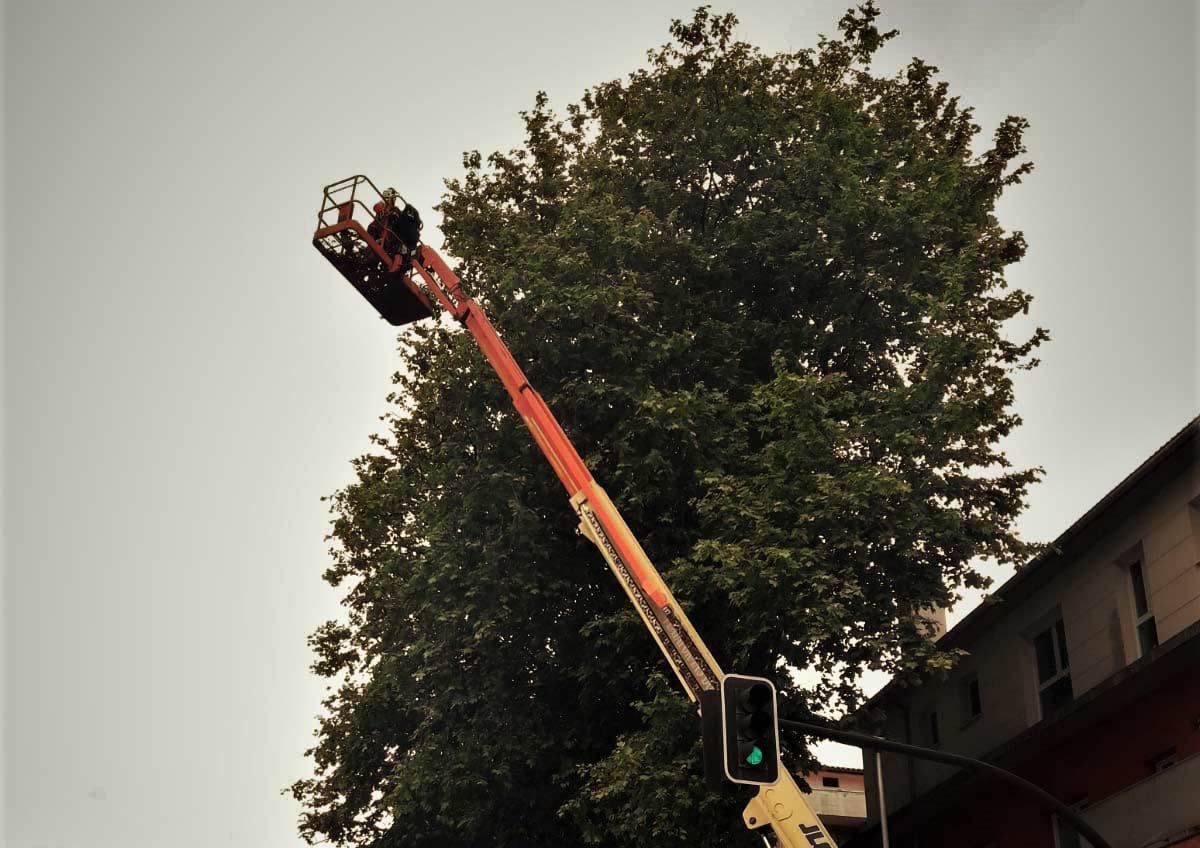 Una grúa con una cesta encima está cortando un árbol