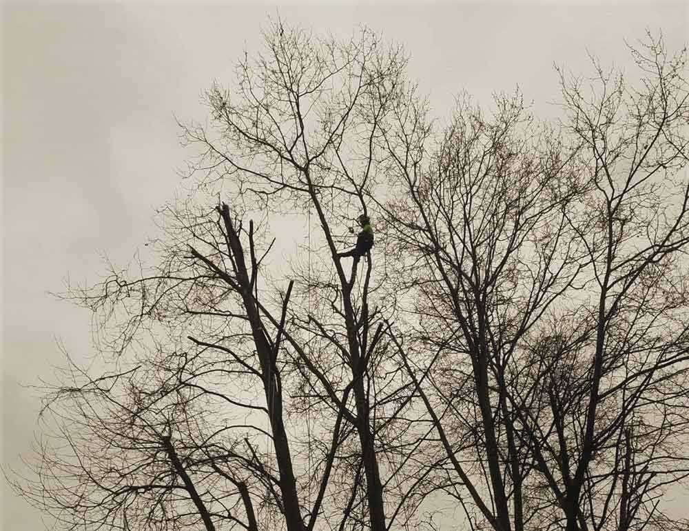 Un pájaro está posado en la rama de un árbol en una fotografía en blanco y negro.