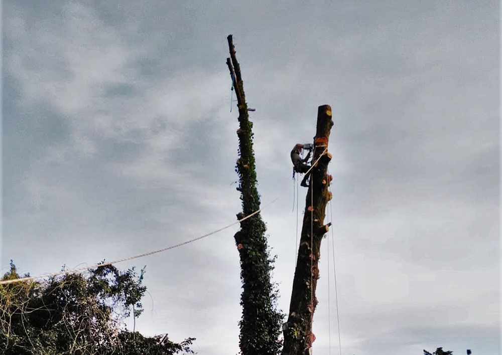 Un hombre está trepando a un árbol con una cuerda atada a él.