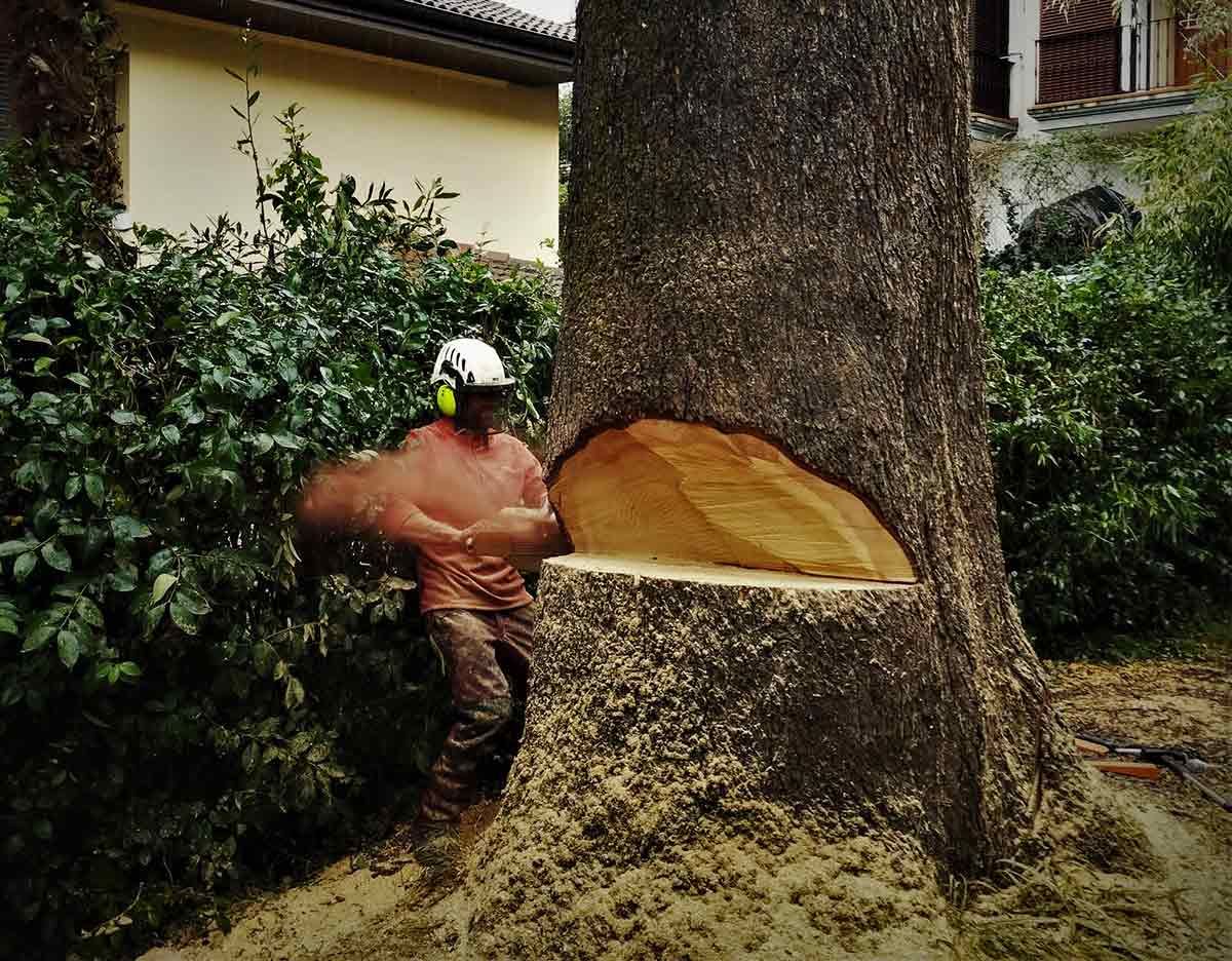Un hombre está cortando un árbol con una motosierra.