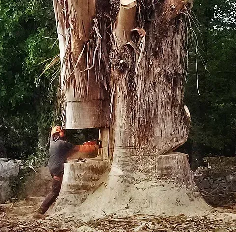 Un hombre está cortando un árbol grande con una motosierra.