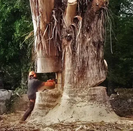 Un hombre está cortando un árbol grande con una motosierra.