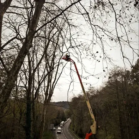 Un hombre está cortando un árbol con una grúa.