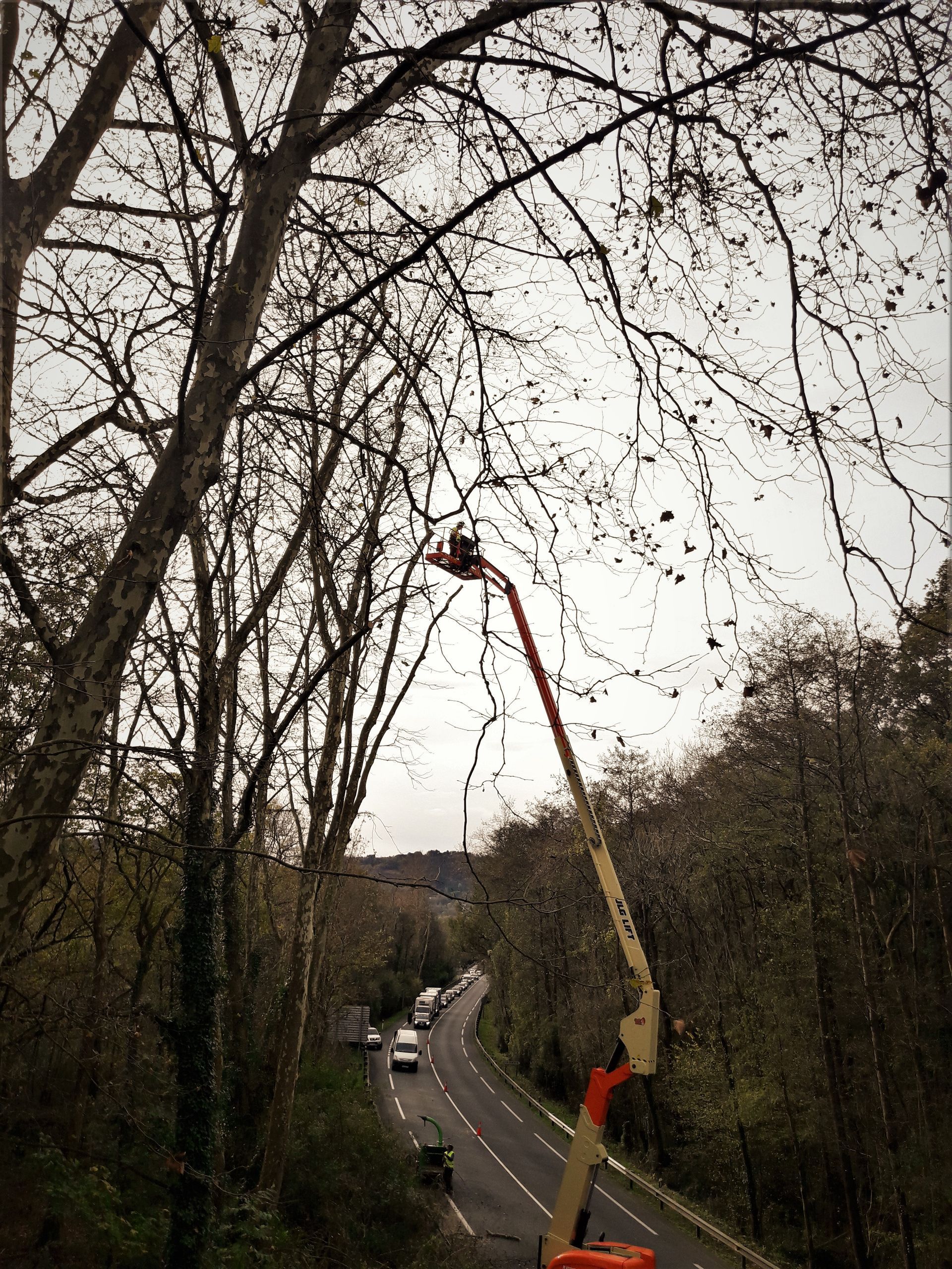 Una grúa está cortando un árbol al costado de una carretera