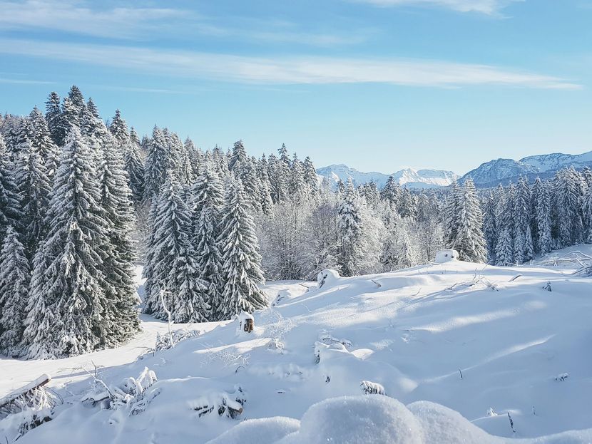 Forêts et montagnes enneigées sous un ciel d'un bleu limpide, avec des pins couverts de neige fraîche.