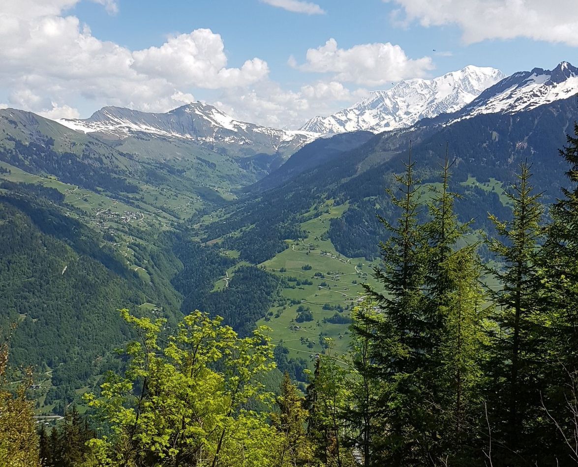 Des sommets enneigés surplombent une vallée verdoyante avec des conifères au premier plan.
