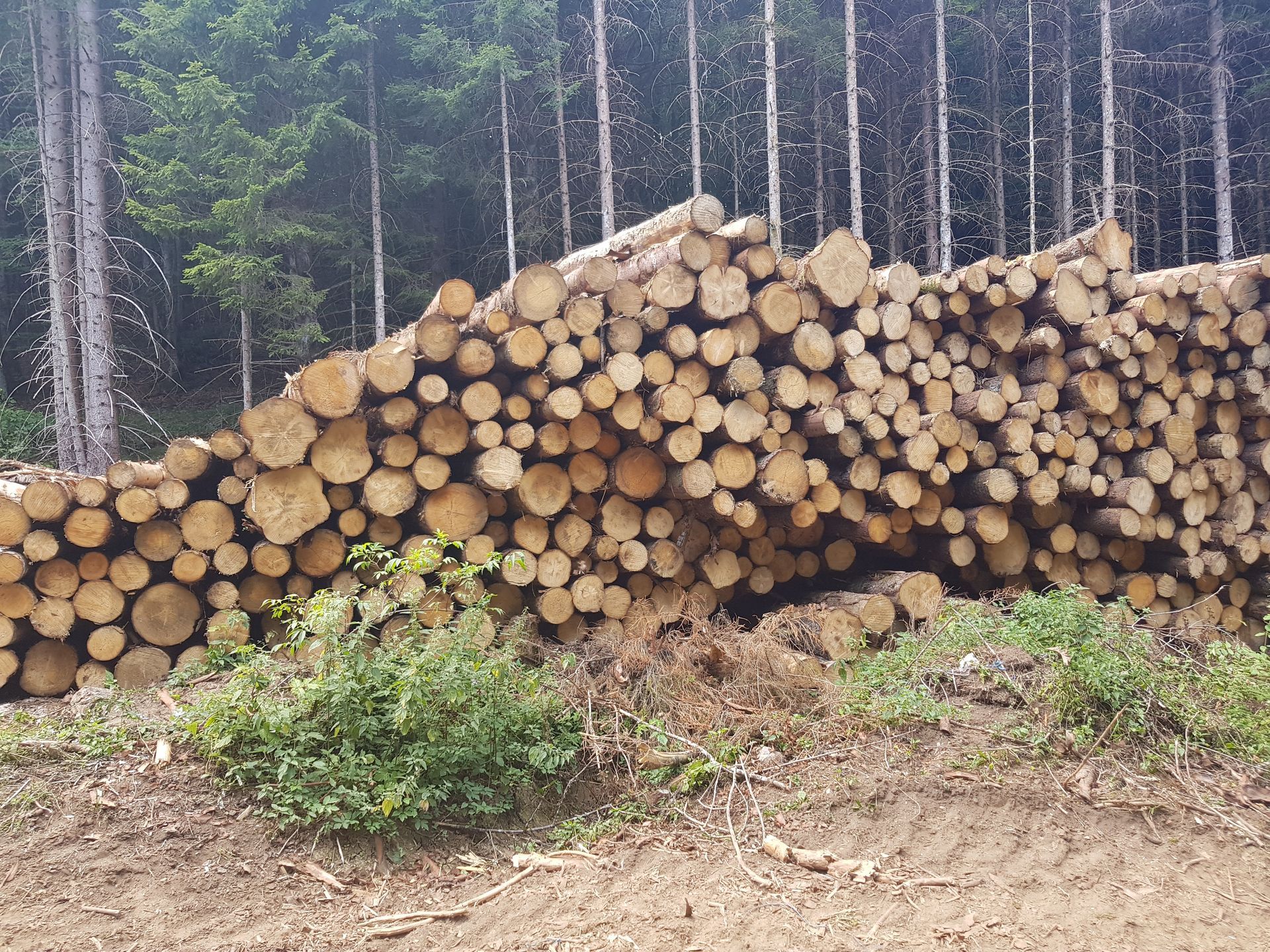Des troncs d'arbres coupés et empilés dans une clairière avec de grands arbres en arrière-plan.