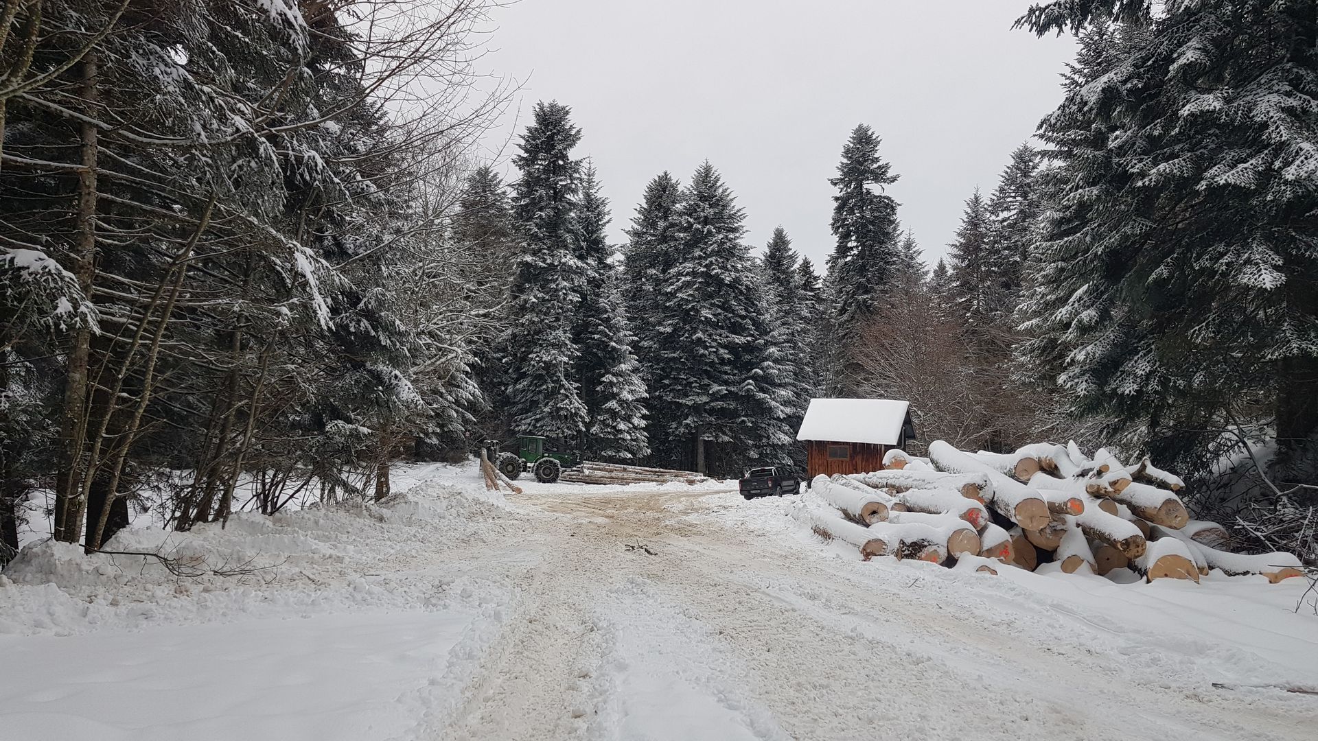 Chemin forestier enneigé avec des troncs empilés et une petite cabane au milieu de grands pins.