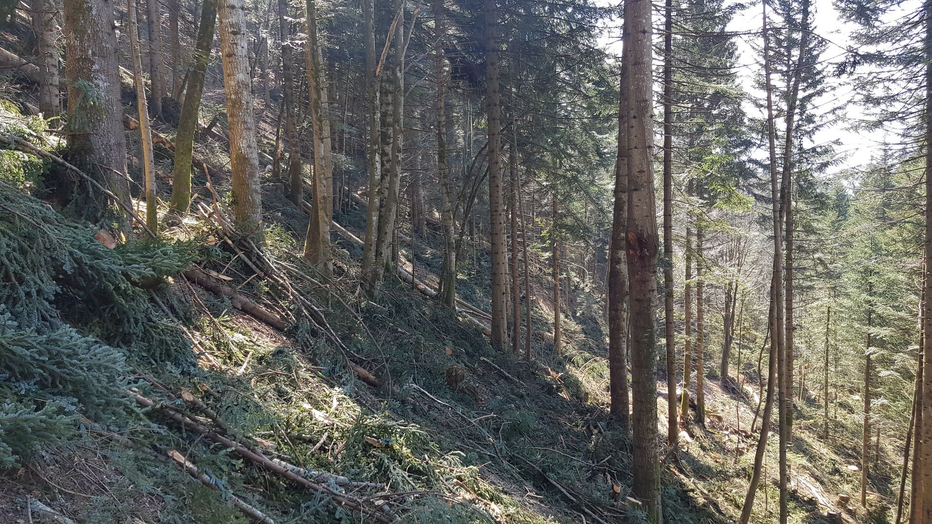 Colline boisée et ensoleillée avec de grands pins et un sol rocailleux en pente.