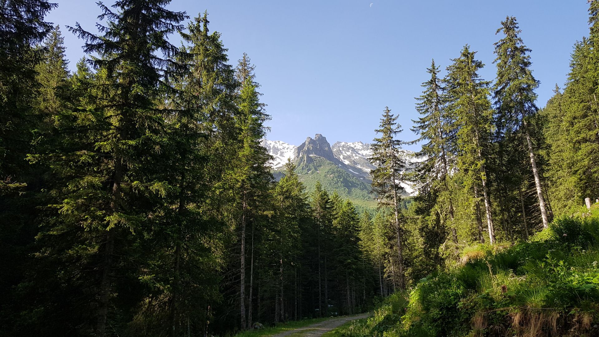 Sentier forestier bordé de grands conifères encadrant des montagnes enneigées sous un ciel d'un bleu limpide.