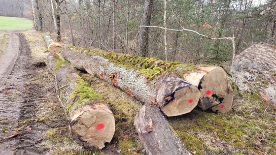 Des troncs d'arbres coupés avec des marques rouges posés sur un sol au bord d'un chemin forestier.