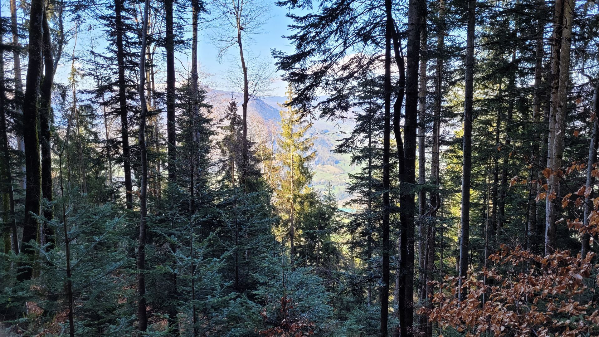 Sentier forestier avec des troncs d'arbres tombés et un quad rouge au loin.