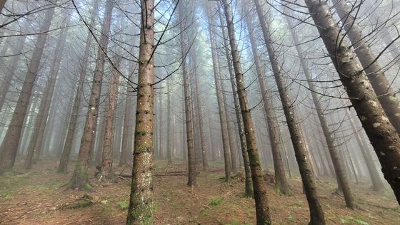 Forêt brumeuse avec de grands arbres dénudés et un sol recouvert de feuilles.