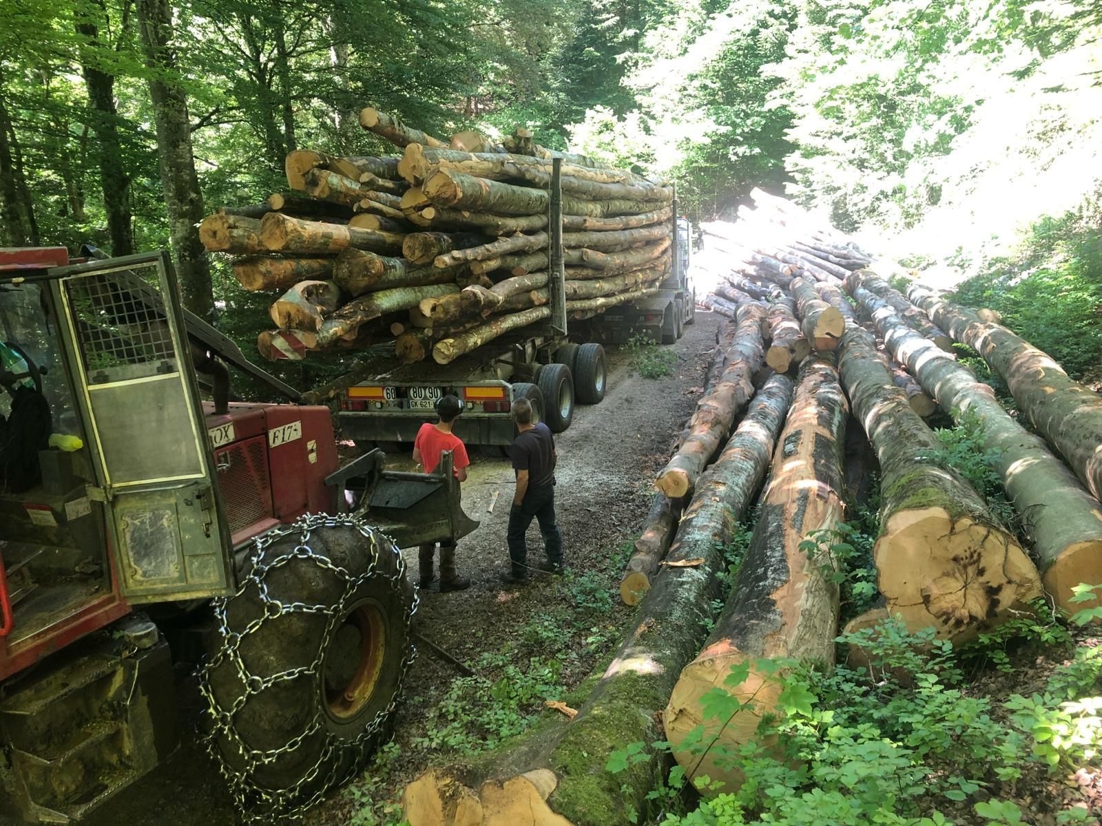 Camions grumiers et ouvriers transportant des grumes empilées sur une route forestière boueuse.