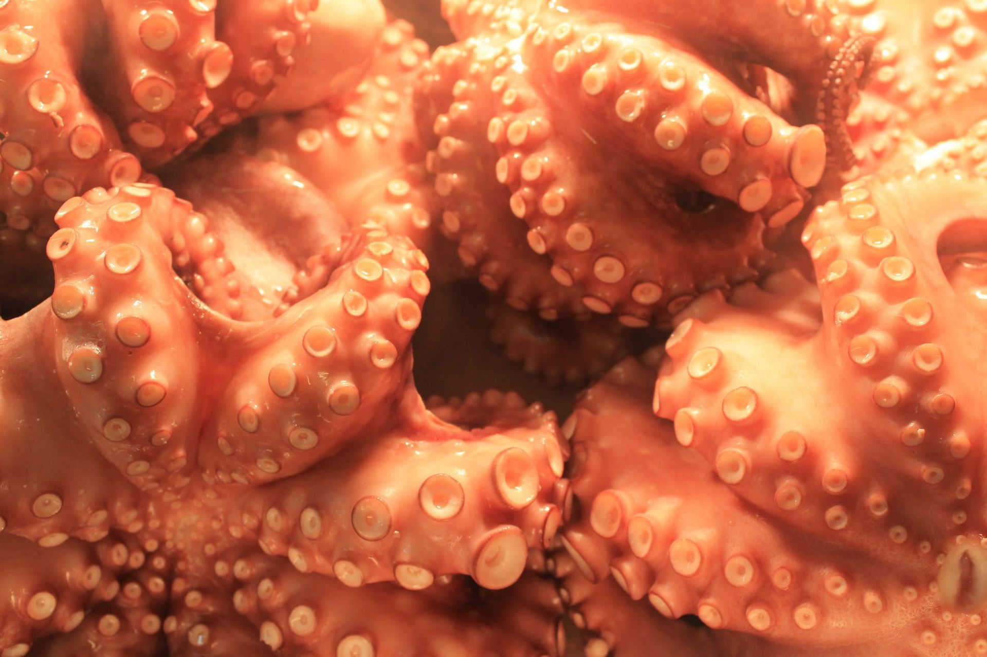 Hargarten die Esseria