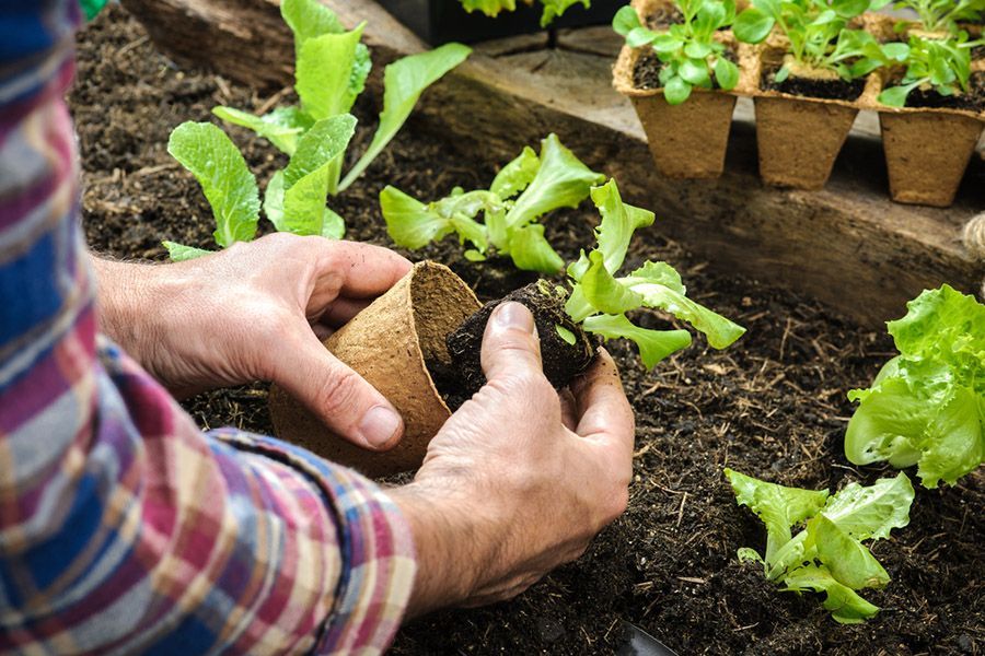 Des mains plantent des semis de laitue dans un parterre de jardin à l'aide d'une truelle et de plateaux de jeunes plants à proximité.