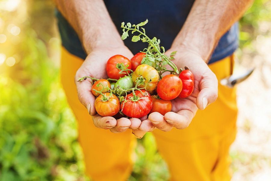 Des mains tenant un bol de tomates fraîches rouges et vertes dans un jardin ensoleillé