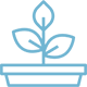 Plante en pot avec trois feuilles et une pousse.
