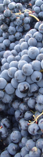 Un racimo de uvas moradas se apilan una encima de otra