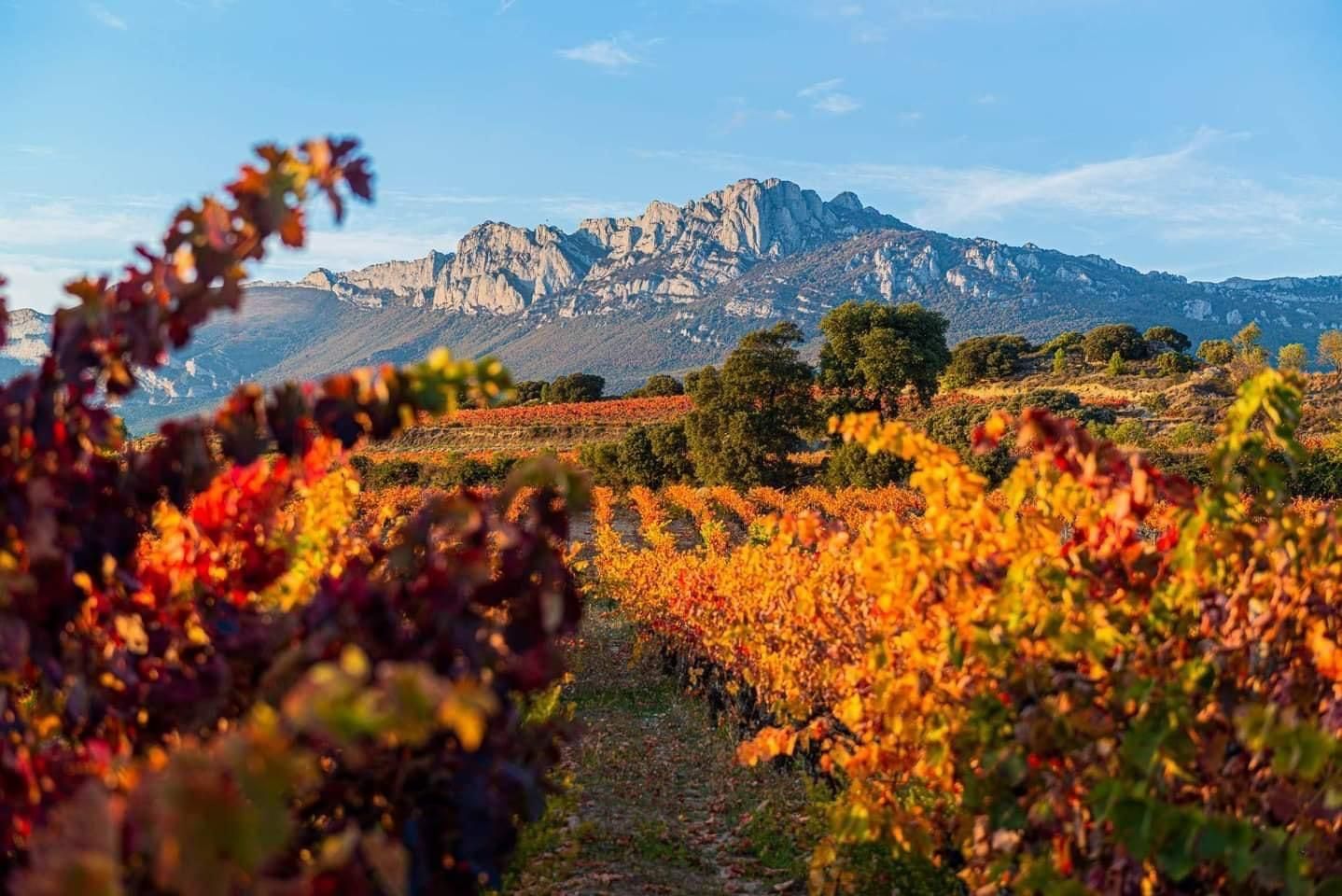 Un viñedo con montañas al fondo y hojas cambiando de color.