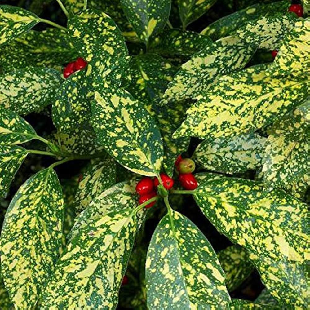 Una planta con hojas verdes y amarillas y bayas rojas