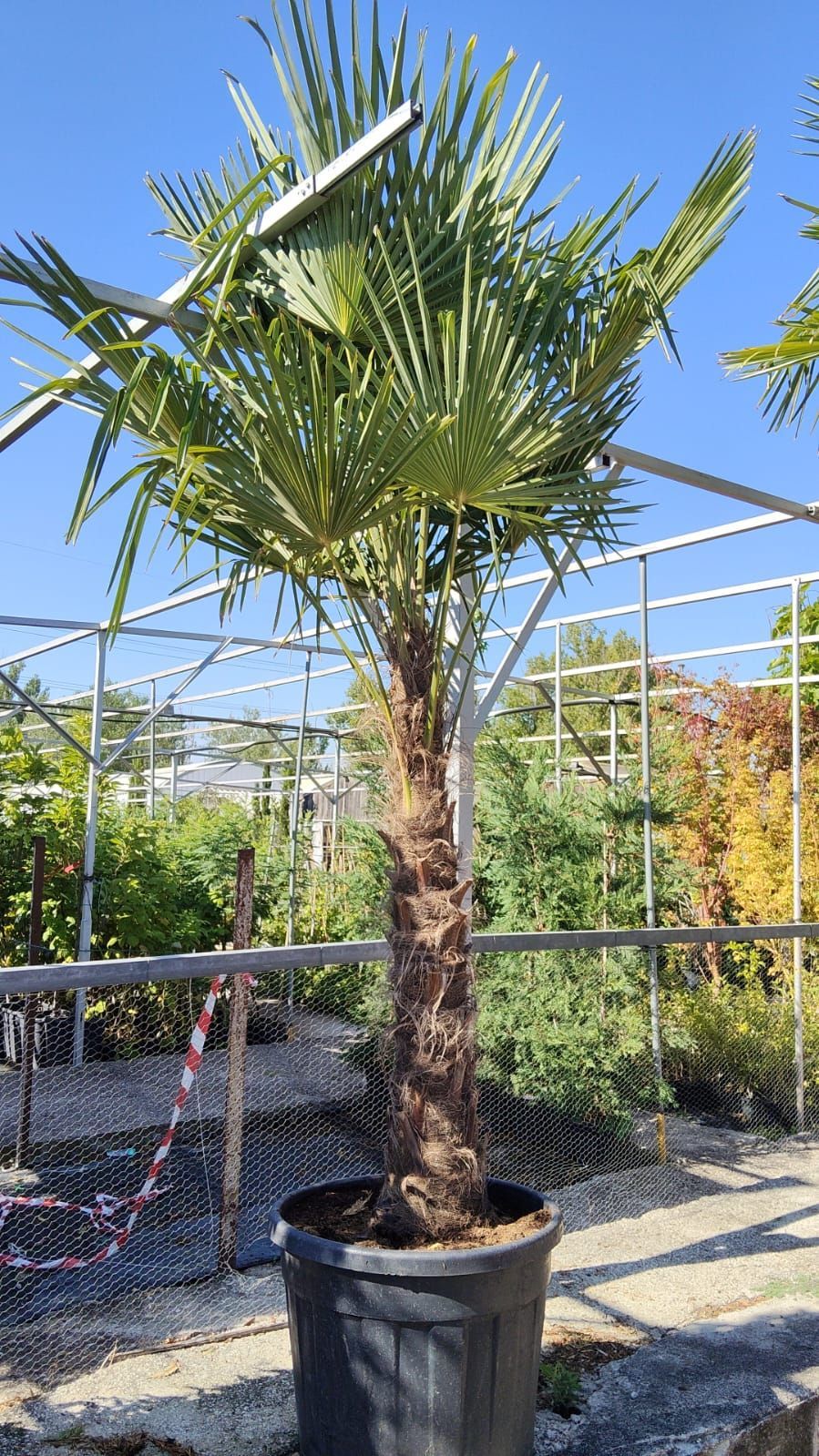Un primer plano de una hoja de palmera con muchas hojas.