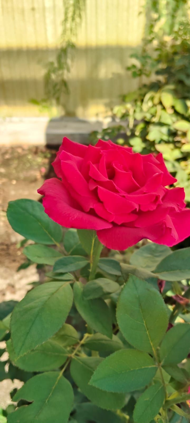 Un primer plano de un ramo de rosas rosadas sobre un fondo oscuro.