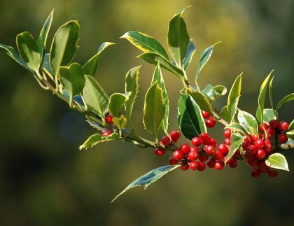Una rama de árbol con bayas rojas y hojas verdes