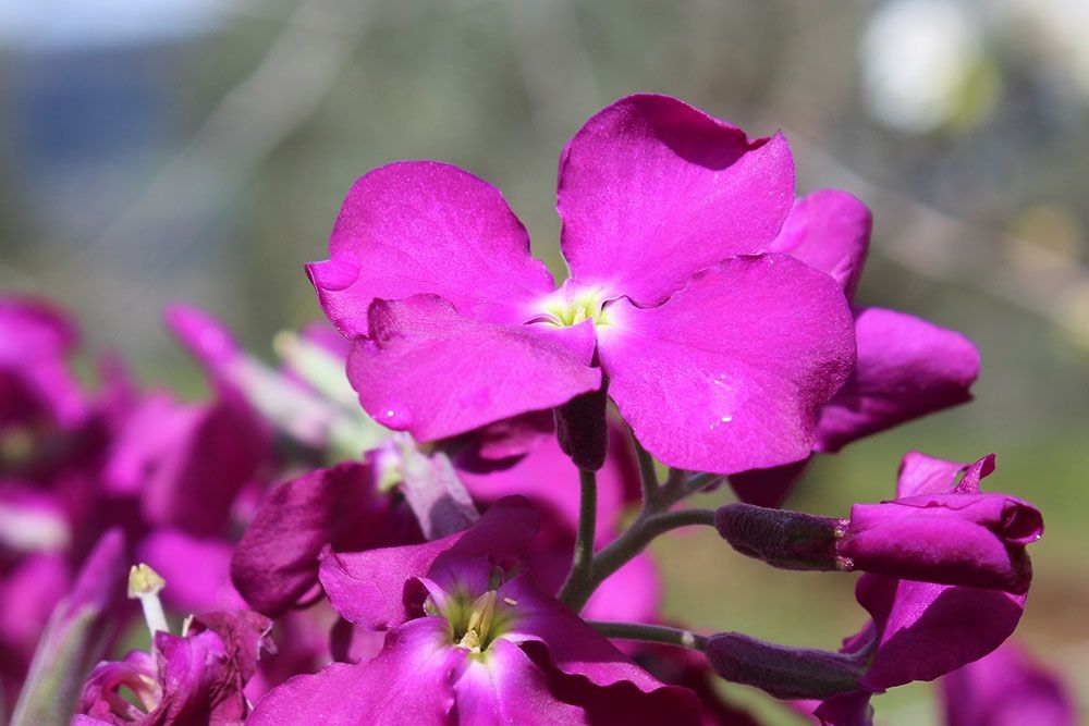 Un primer plano de una flor morada con un centro amarillo.