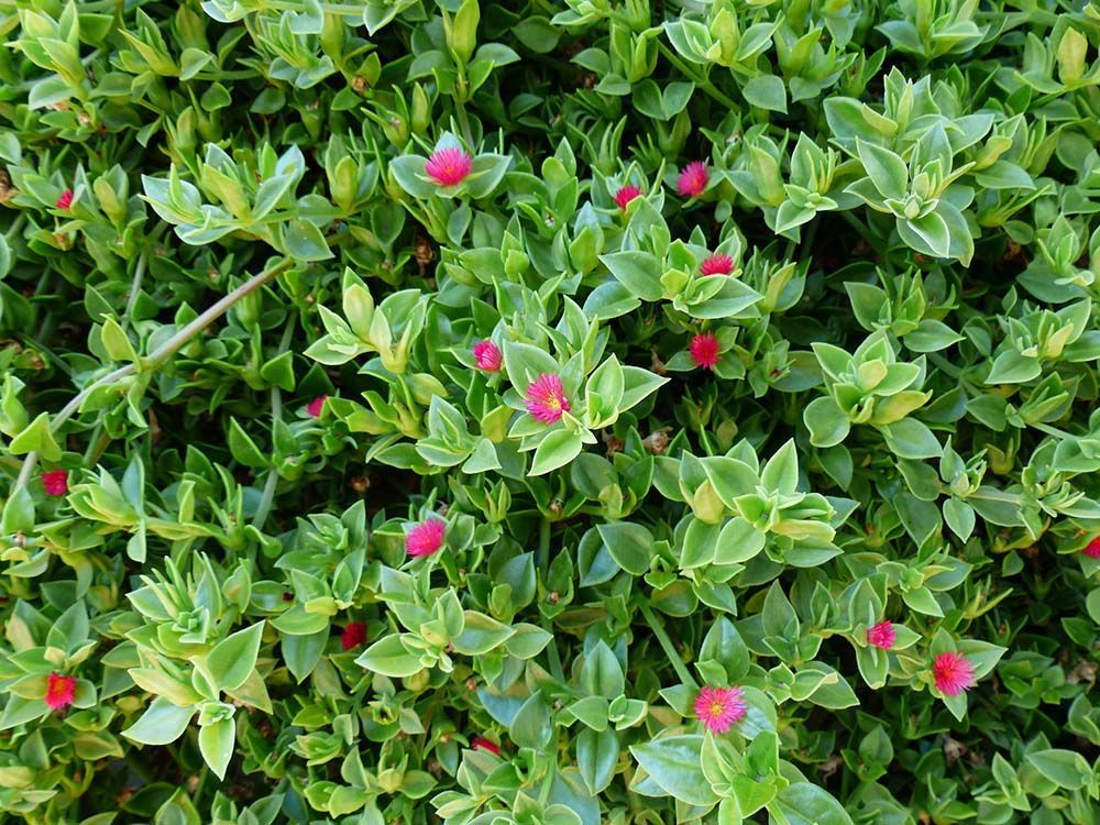Un arbusto con flores rojas y hojas verdes