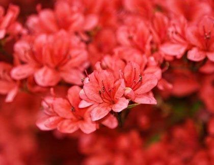 Un primer plano de un ramo de flores rojas en un arbusto.