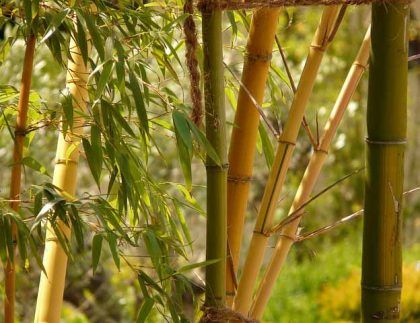 Un primer plano de un árbol de bambú con hojas.