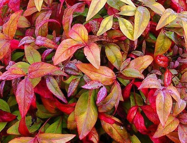 Un primer plano de una planta con hojas rojas y verdes.