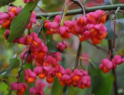 Un ramo de bayas rosas y anaranjadas colgando de la rama de un árbol.