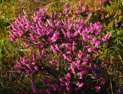 Un ramo de flores moradas crece en la hierba.