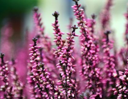 Un primer plano de un ramo de flores moradas.