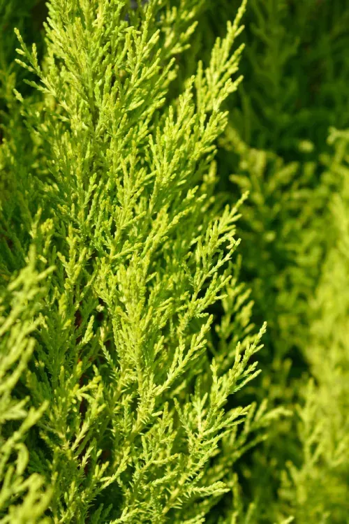 Un primer plano de un pino con hojas verdes.