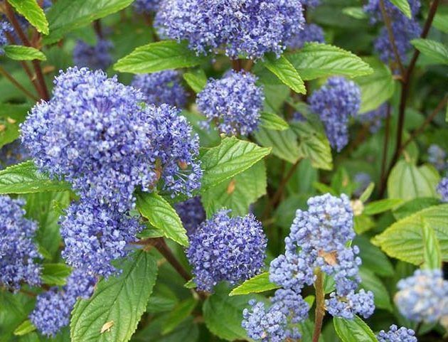 Un arbusto con flores moradas y hojas verdes