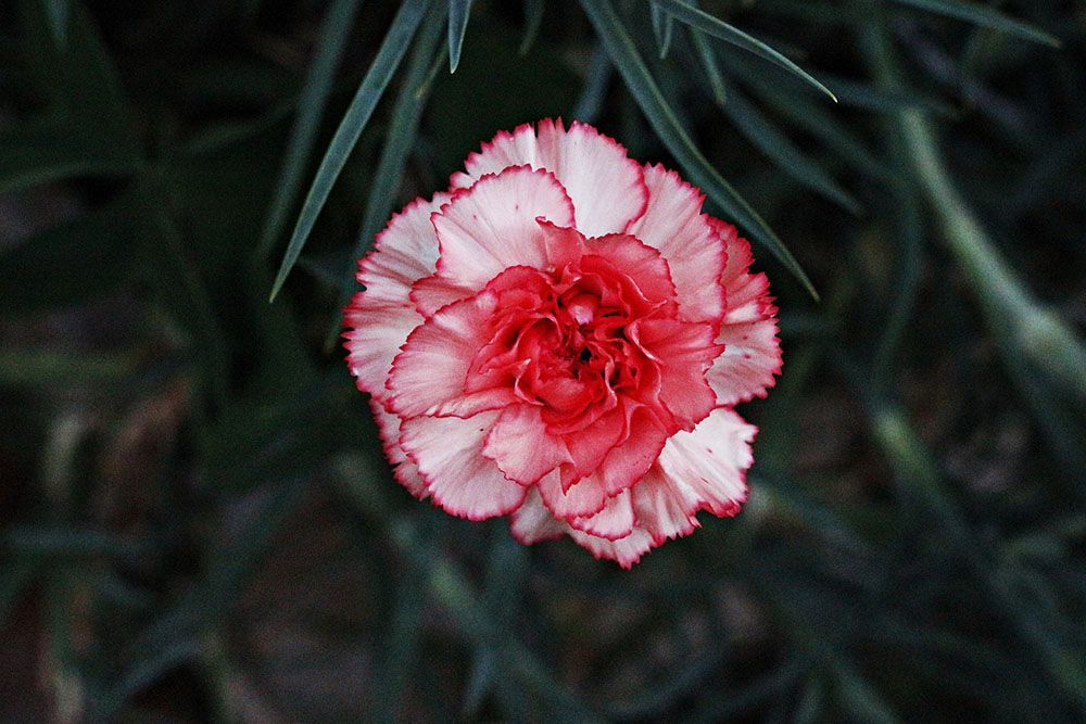 Un primer plano de una flor de clavel rosa y blanco con hojas verdes en el fondo.