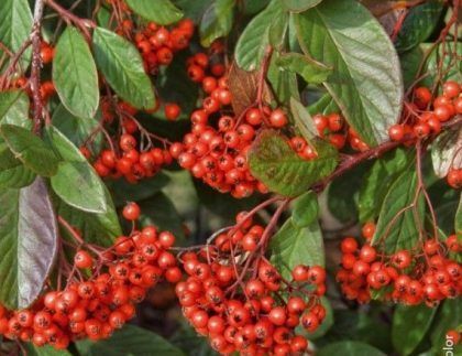Un montón de bayas rojas crecen en un árbol.