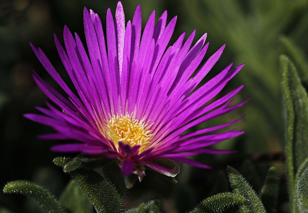 Un primer plano de una flor morada con un centro amarillo.