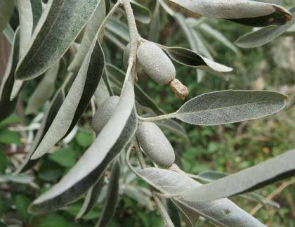 Un primer plano de una rama de árbol con aceitunas y hojas.