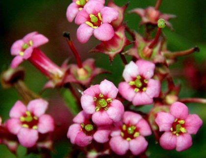 Un ramo de pequeñas flores rosas con centros verdes.
